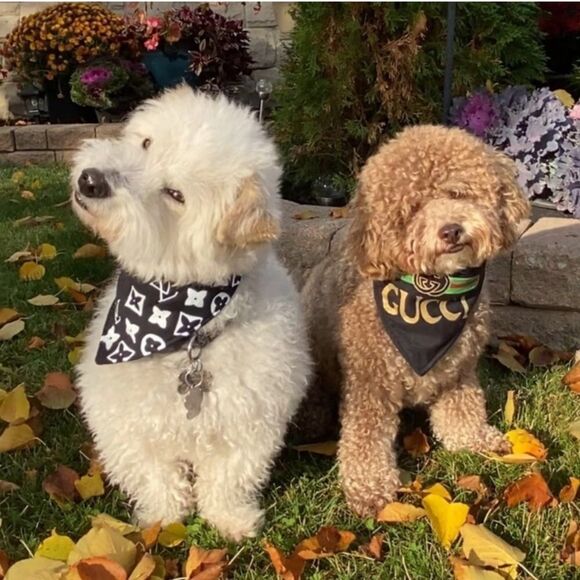 Luxury print hand painted fleece lined dog bandana - Picture 12 of 12